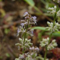 Platostoma menthoides (L.) A.J.Paton